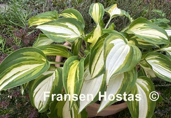 Hosta Happy Hour